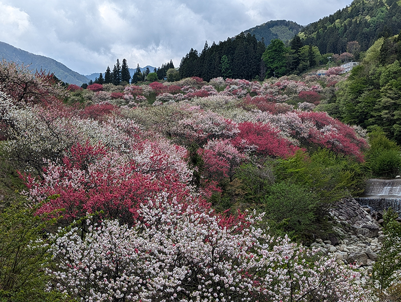 2025年度 長野版 ガチャピンズラリー達成者