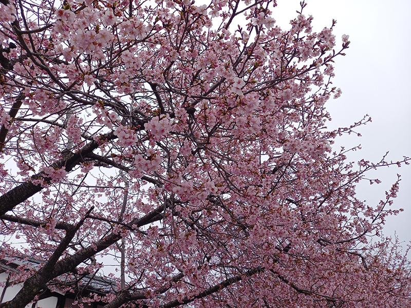 2023年度 栃木版 ガチャピンズラリー達成者