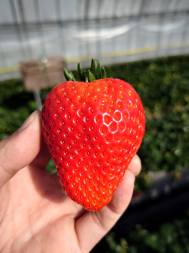 2024年度 栃木版ガチャピンズラリー達成者