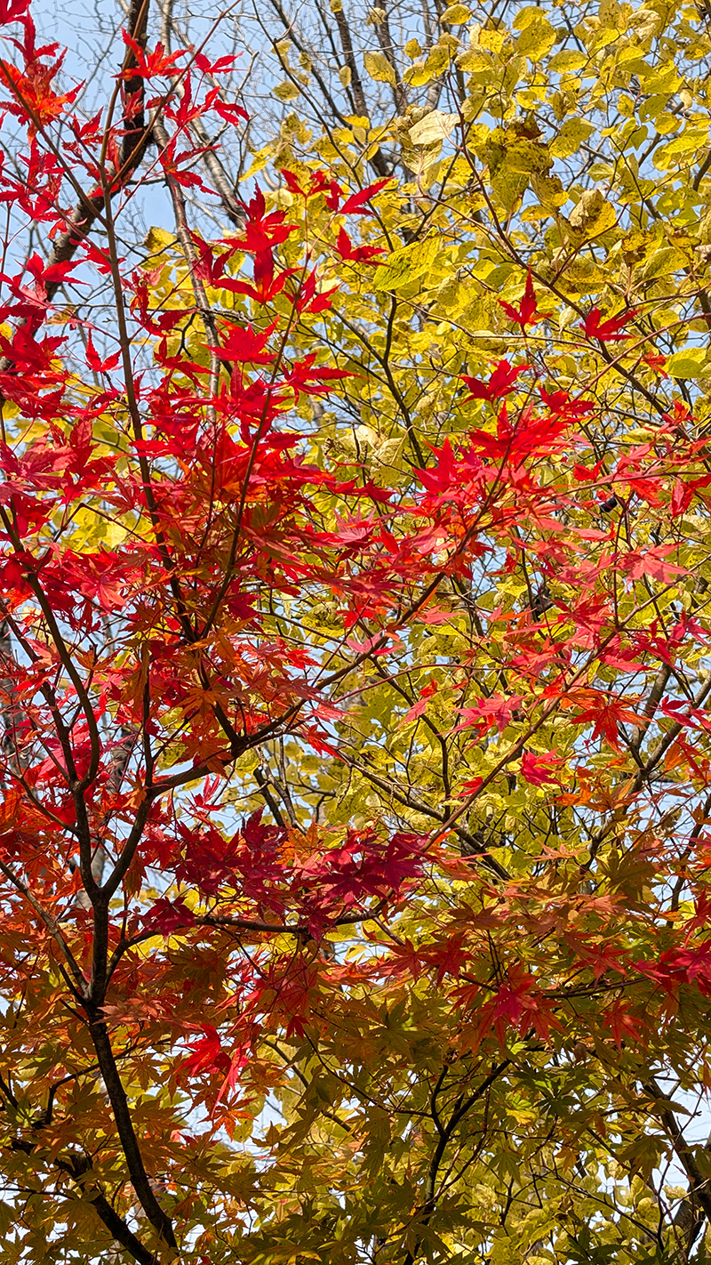 2025年度 栃木版 ガチャピンズラリー達成者