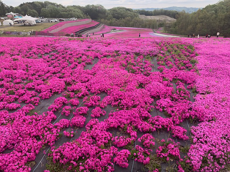 2025年度 栃木版 ガチャピンズラリー達成者